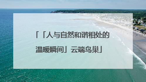 「人与自然和谐相处的温暖瞬间」云端鸟巢