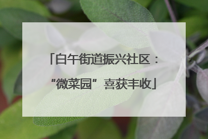 白午街道振兴社区：“微菜园”喜获丰收