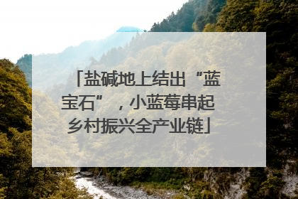 盐碱地上结出“蓝宝石”，小蓝莓串起乡村振兴全产业链