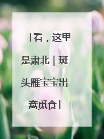 看，这里是肃北｜斑头雁宝宝出窝觅食