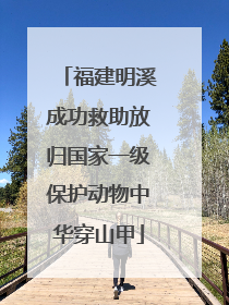 福建明溪成功救助放归国家一级保护动物中华穿山甲