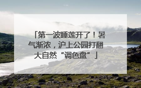 第一波睡莲开了！暑气渐浓，沪上公园打翻大自然“调色盘”