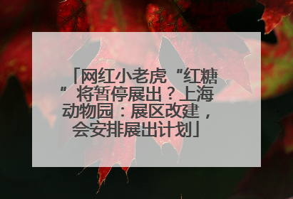 网红小老虎“红糖”将暂停展出？上海动物园：展区改建，会安排展出计划