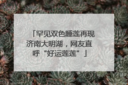 罕见双色睡莲再现济南大明湖，网友直呼“好运莲莲”