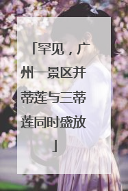 罕见，广州一景区并蒂莲与三蒂莲同时盛放