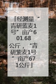 经测量“青研蓝麦1号”亩产601.68公斤，“青研紫麦1号”亩产671公斤