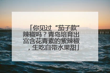 你见过“茄子款”辣椒吗？青岛培育出富含花青素的紫辣椒，生吃自带水果甜