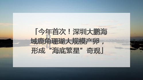 今年首次！深圳大鹏海域鹿角珊瑚大规模产卵，形成“海底繁星”奇观