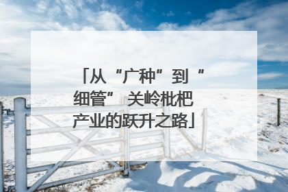从“广种”到“细管” 关岭枇杷产业的跃升之路