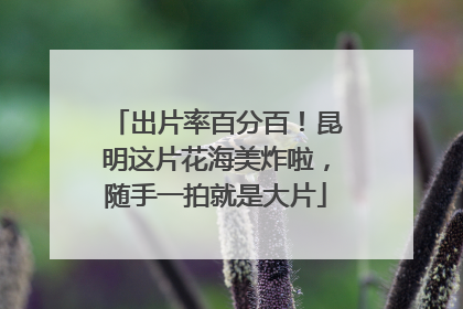 出片率百分百！昆明这片花海美炸啦，随手一拍就是大片