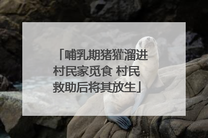 哺乳期猪獾溜进村民家觅食 村民救助后将其放生