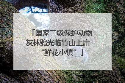 国家二级保护动物灰林鸮光临竹山上庸“鲜花小镇”