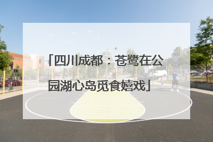 四川成都：苍鹭在公园湖心岛觅食嬉戏
