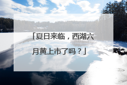 夏日来临，西湖六月黄上市了吗？