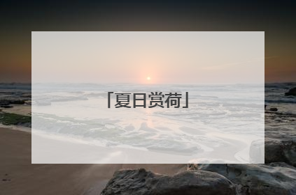 夏日赏荷