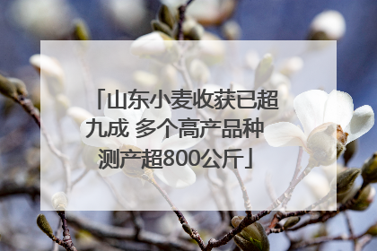 山东小麦收获已超九成 多个高产品种测产超800公斤