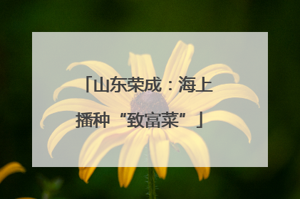 山东荣成：海上播种“致富菜”