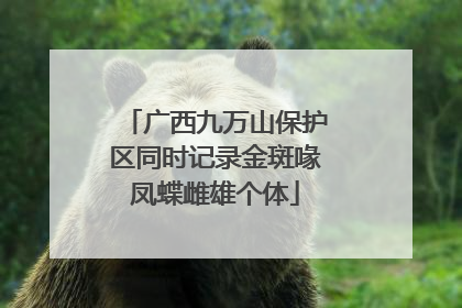 广西九万山保护区同时记录金斑喙凤蝶雌雄个体