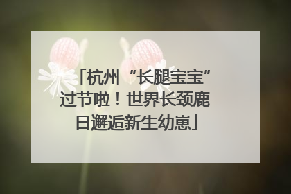 杭州“长腿宝宝”过节啦！世界长颈鹿日邂逅新生幼崽
