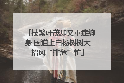 枝繁叶茂却又重症缠身 国道上白杨树树大招风“排危”忙