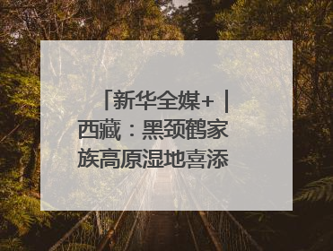 新华全媒+｜西藏：黑颈鹤家族高原湿地喜添“萌宝”