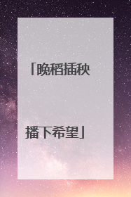 晚稻插秧 播下希望