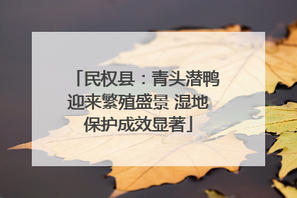 民权县：青头潜鸭迎来繁殖盛景 湿地保护成效显著