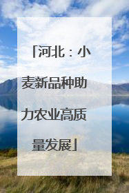 河北：小麦新品种助力农业高质量发展