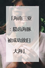 海南三亚：糙齿海豚被成功放归大海