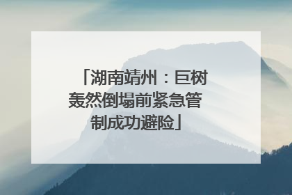 湖南靖州：巨树轰然倒塌前紧急管制成功避险