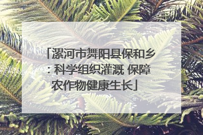 漯河市舞阳县保和乡：科学组织灌溉 保障农作物健康生长