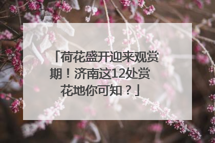 荷花盛开迎来观赏期！济南这12处赏花地你可知？