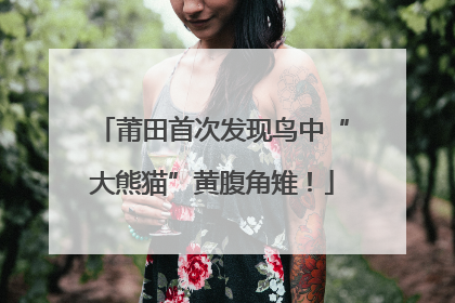 莆田首次发现鸟中“大熊猫”黄腹角雉！