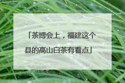 茶博会上，福建这个县的高山白茶有看点