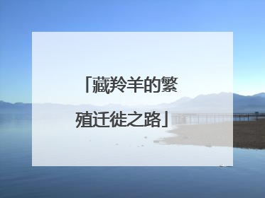 藏羚羊的繁殖迁徙之路