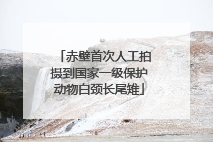 赤壁首次人工拍摄到国家一级保护动物白颈长尾雉