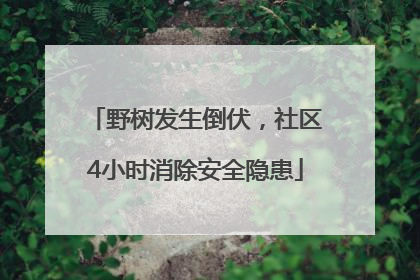 野树发生倒伏，社区4小时消除安全隐患