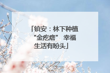 镇安：林下种植“金疙瘩” 幸福生活有盼头