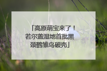 高原萌宝来了！若尔盖湿地首批黑颈鹤雏鸟破壳