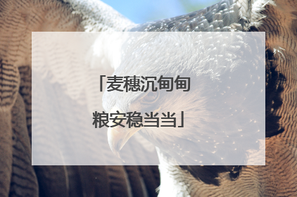 麦穗沉甸甸 粮安稳当当