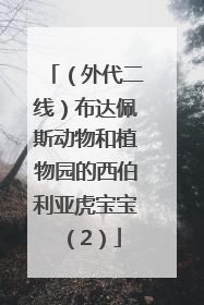 （外代二线）布达佩斯动物和植物园的西伯利亚虎宝宝（2）