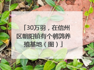 30万羽，在信州区朝阳镇有个鹌鹑养殖基地（图）
