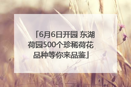 6月6日开园 东湖荷园500个珍稀荷花品种等你来品鉴